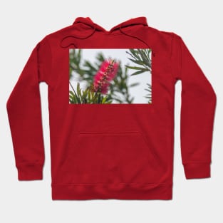 Upright Bottlebrush Bloom Hoodie